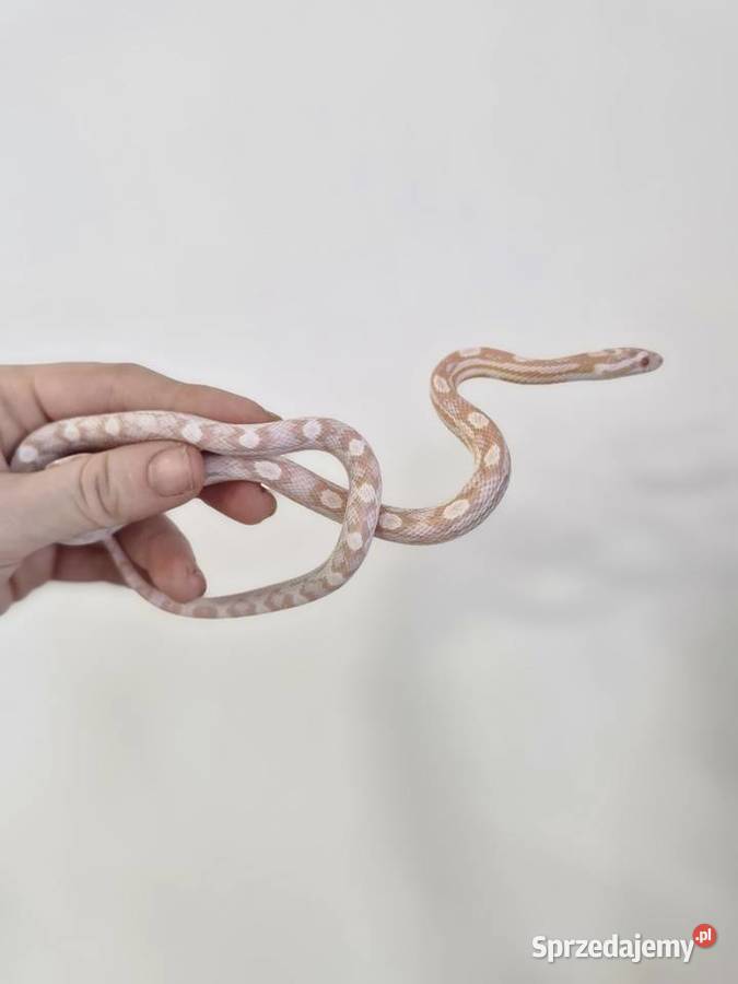 Węże zbożowe Palmetto I Scaleless Oława sprzedam