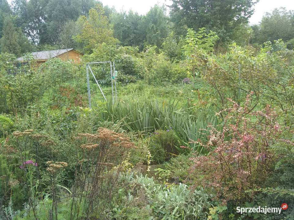 Działka ROD Żeromskiego Ostrowiec Świętokrzyski