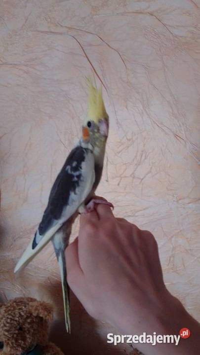 Papuga nimfa Kraków