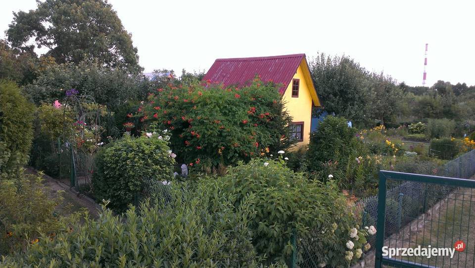 Sprzedam działkę ogrodową w ROD Dolnoślązak Lubin