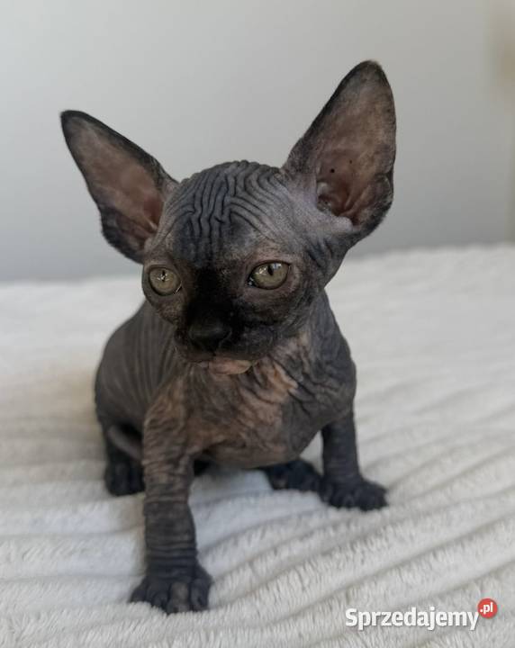 Koteczka sfinks rodowód WCF łódzkie Łódź