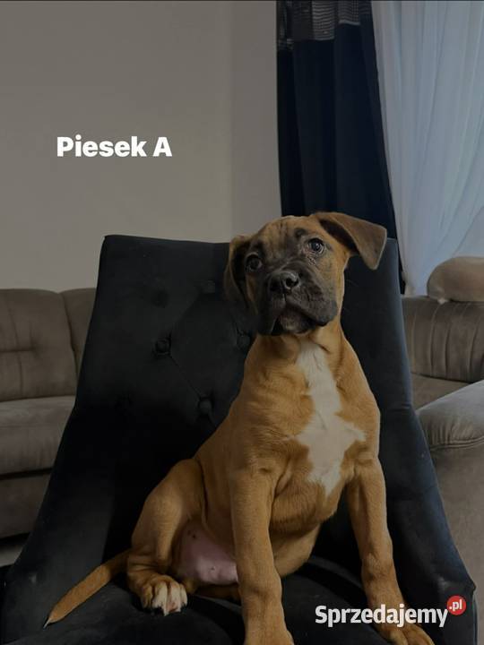 Szczeniaki Bokser Baszyny sprzedam