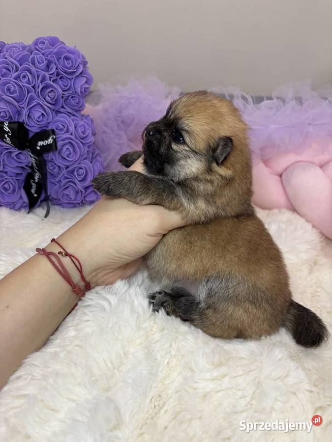 Sunia mini szpic miniaturowy pomeranian Orange Bełchatów