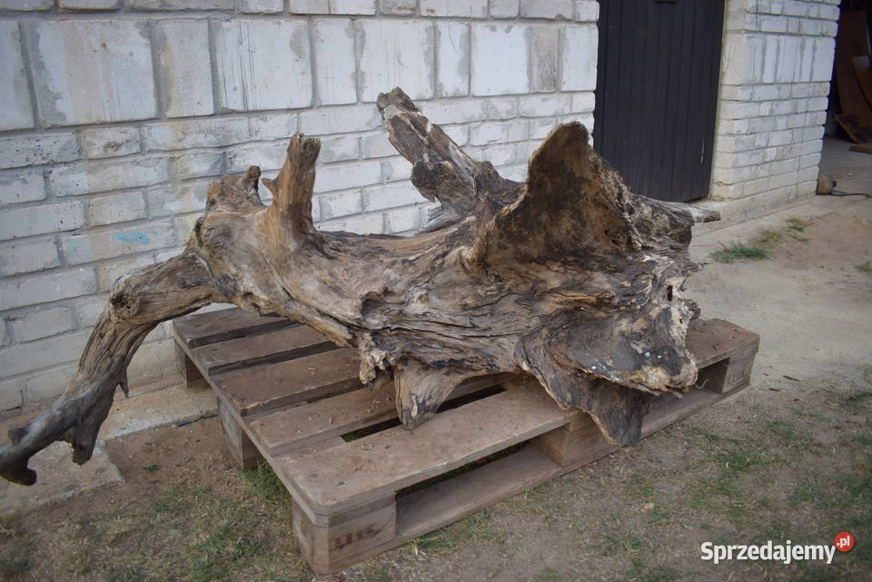 Niepowtarzalny korzeń ozdobny do ogrodu Pozostałe Połaniec