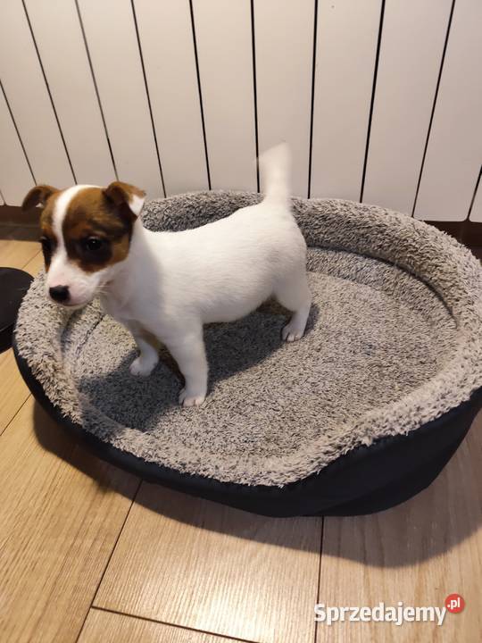 Jack Russell terrier Piątek