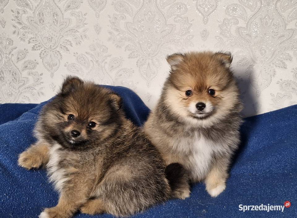 Szpic miniaturowy Pomeranian Szpic miniaturowy Zgierz
