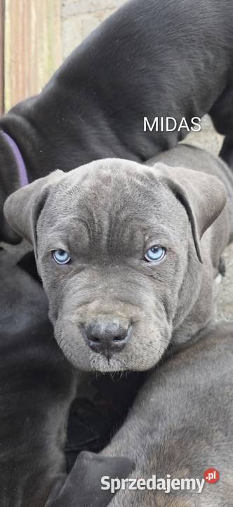 American Bandog Tuczna