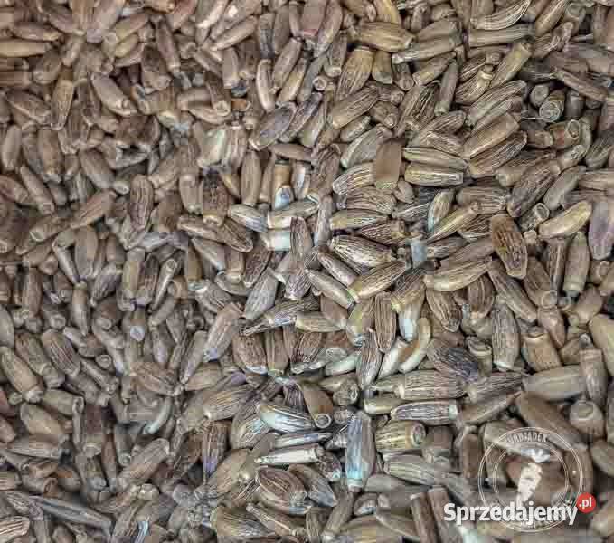 Mieszanka Obszary z roślinami miododajnymi Puławy