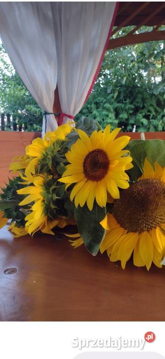 Nasiona słonecznika kwiatowego
