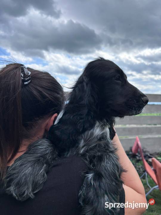 Cocker spaniel angielski Saper Żelazków sprzedam