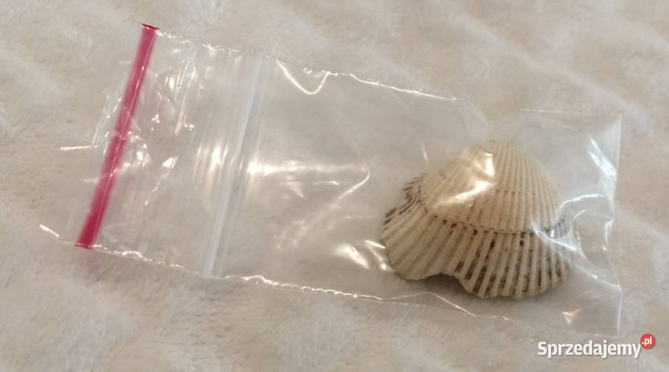 Muszla 32 65 Kreatywne Akwarystyka śląskie Czeladź