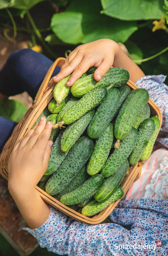 Ogórki gruntowe bez nawozu obornik Krosino