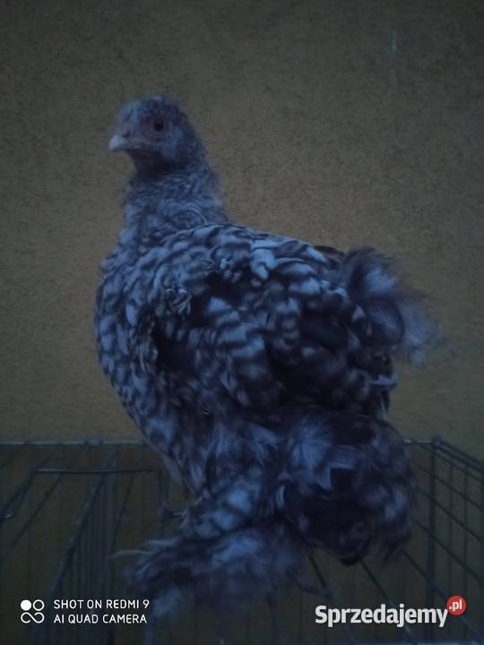 Kurczaki kochiny olbrzymie białe jarzębiate