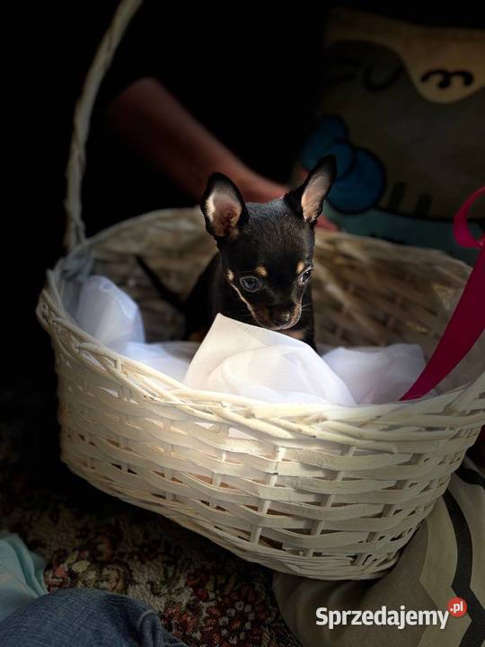 Ostatni szczeniak Toy Terrier mini – piesek.