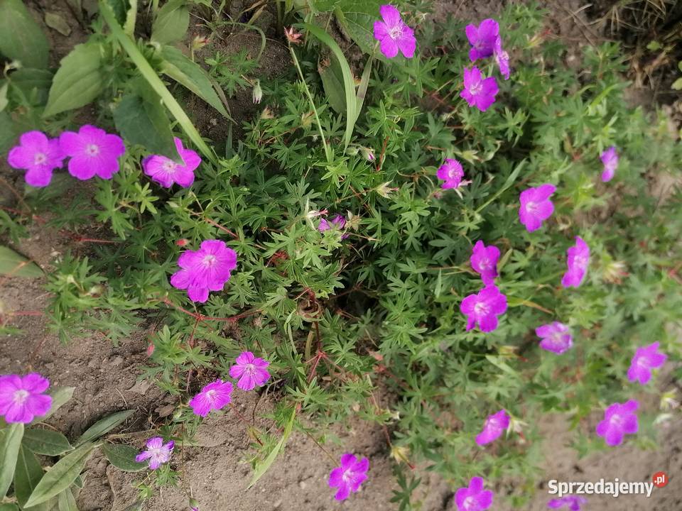 Bodziszek czerwony wieloletnia roślina Łódź