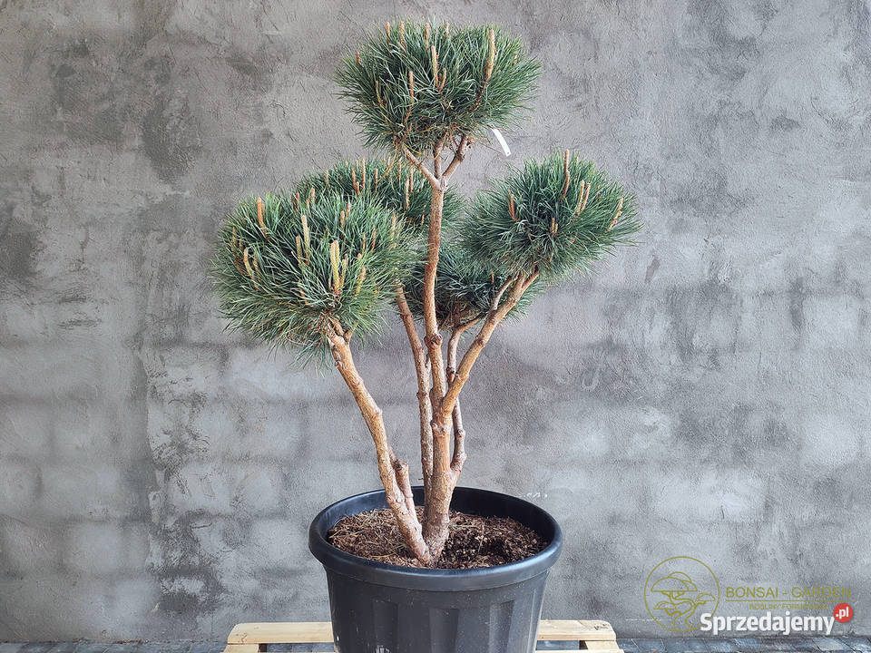 Sosna pospolita formowana 090 NIWAKI BONSAI pomorskie