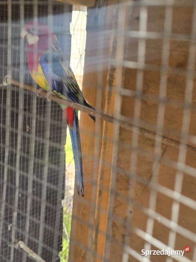Faliste rozela sprzedam zamienię Ptaki Białośliwie sprzedam