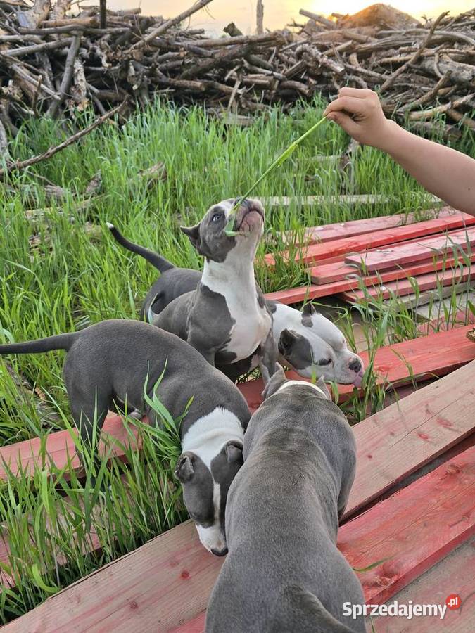 American bully