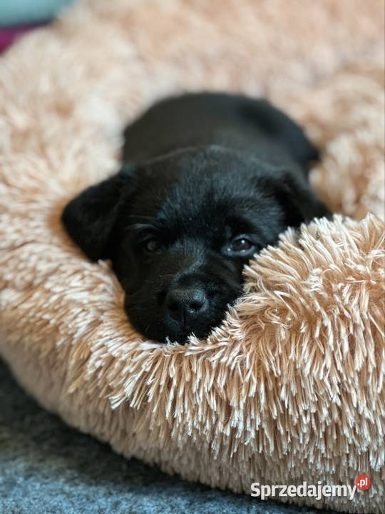 Labrador czarne czekoladowe i żółte Przygodzice