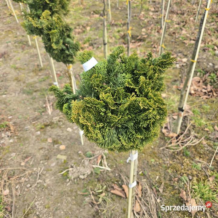 Thuja Hoseri 2030 kulka miniaturka PRODUCENT Iglaste