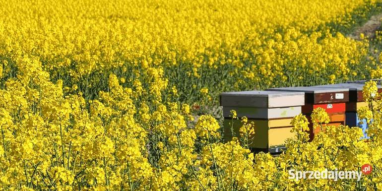 Miód rzepakowy wielokwiatowy 2023 13 z własnej lubelskie Zamość sprzedam