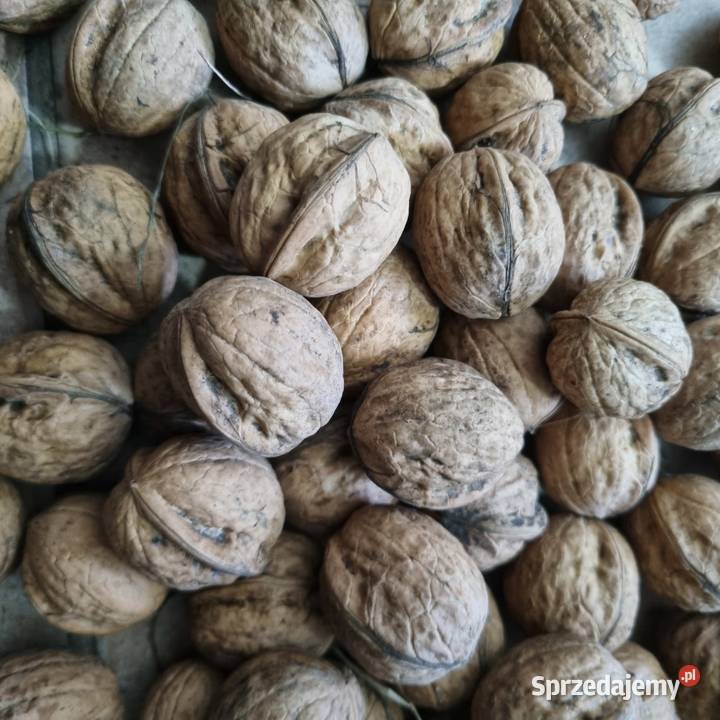 Orzechy włoskie