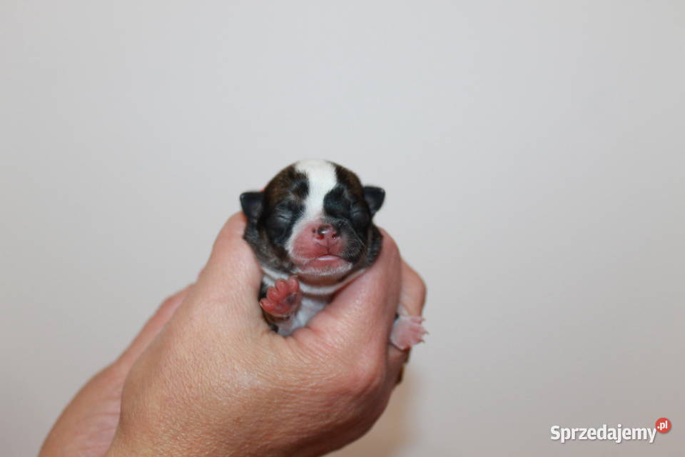 Chihuahua samiec ZKwP FCI Prawdziwy rodowód Świnoujście