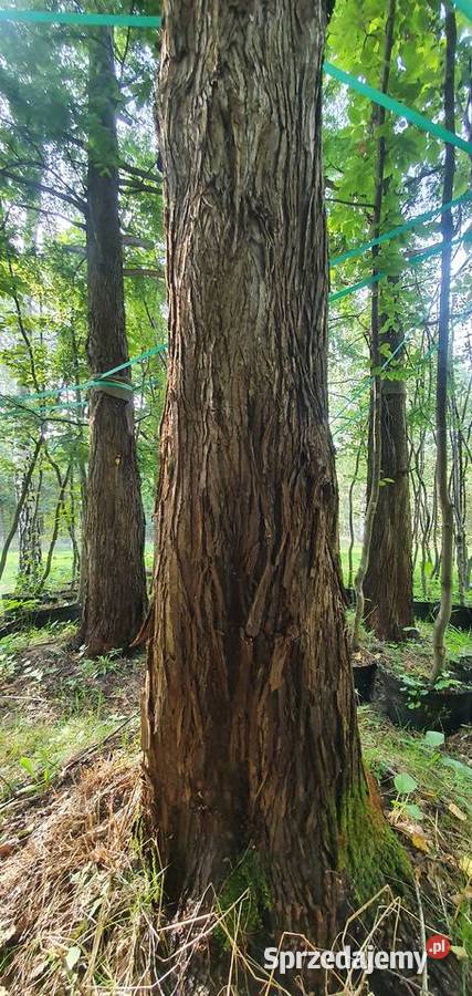 Metasekwoja chińska Duże drzewa drzewo obwód Wisznice