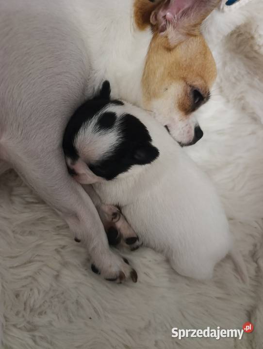 Chihuahua miniaturka zdjęcia Jacnia