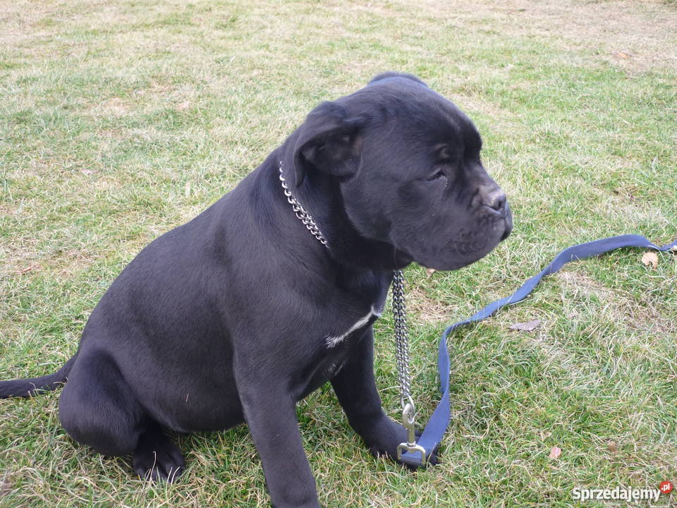 cane corso szczenięta Pleśna