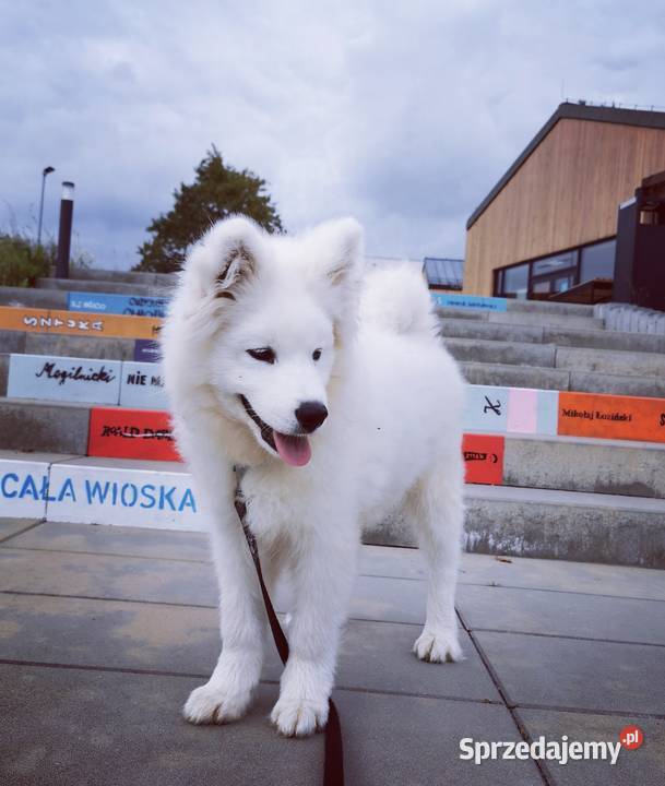 Samojed piesek 5mcy po Championie Polski