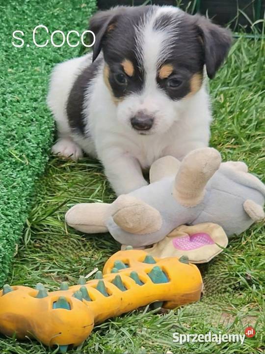 szczeniaki Jack russell terrier z rodowodem opolskie Nysa