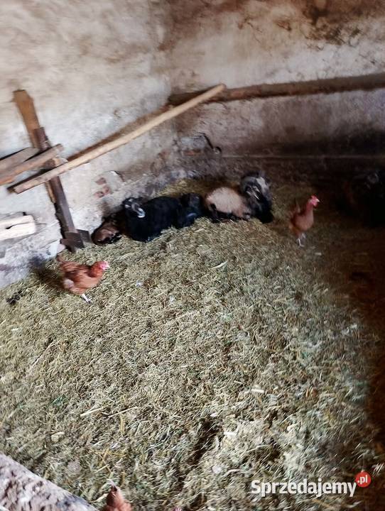 Sprzedam barany i owce Brzozowica Duża sprzedam