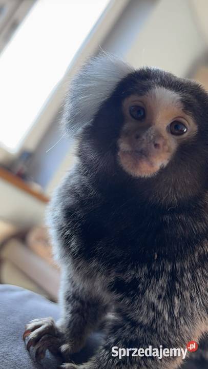 Marmozeta sprzedam Opole