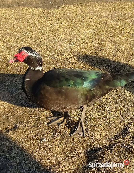 Kaczor piżmowy 2025r Dąbrowice