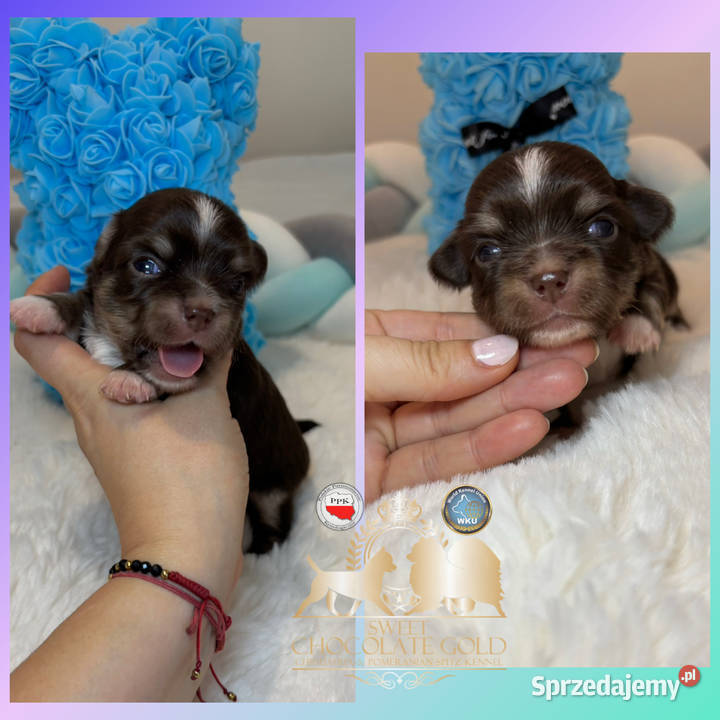 Chihuahua piesek długowłosy tri color Bełchatów