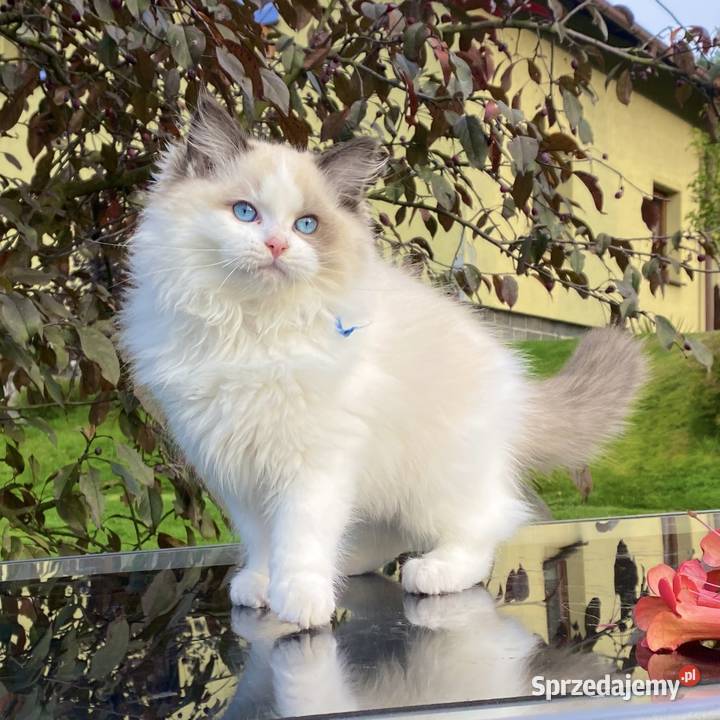 Kocurek Ragdoll gotowy do przeprowadzki śląskie Tychy sprzedam