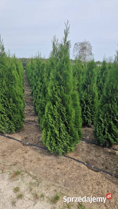 Tuja SzmaragdThuja Smaragd 200220 SUPER JAKOŚĆ Warszawa