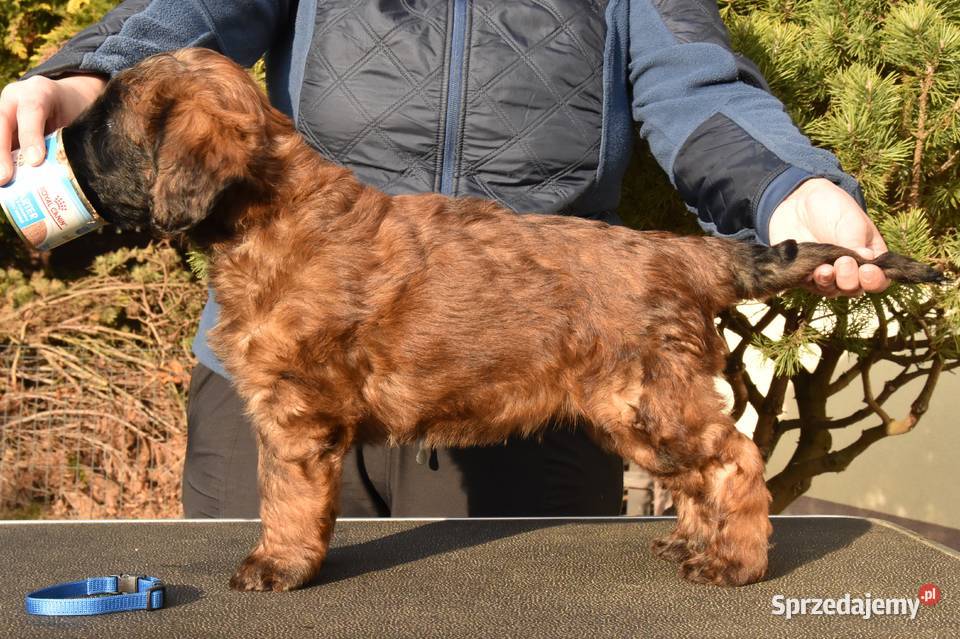 Owczarek Francuski Briard szczenięta Kraków