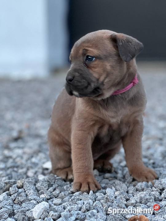 Cane Corso szczenieta rodowodowe błekitne i lubelskie