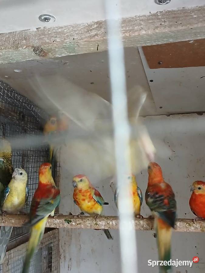 Sprzedam swiergotki Rżyska