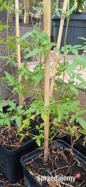 Bill Mackenzie powojnik clematis pnącze Pozostałe Nowy Sącz