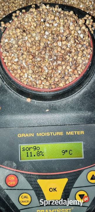 Sorgo ziarnowe czerwone Zbiór 2025 100