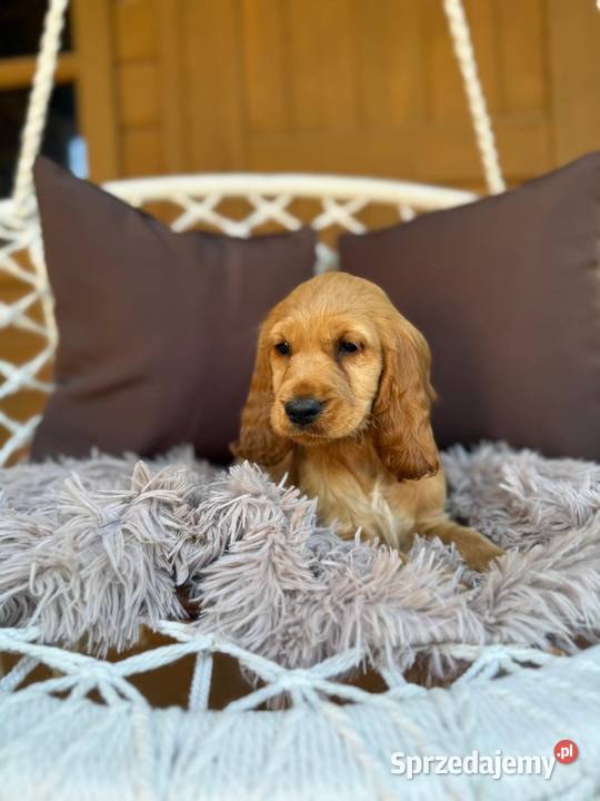 Śliczna mocno złota sunia Cocker Spaniel śląskie Katowice