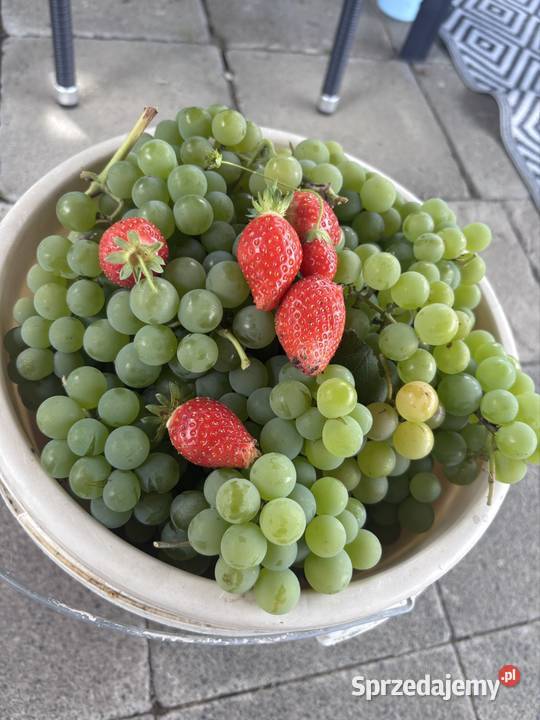 Działka rod woda Sprzedaż opolskie Nysa