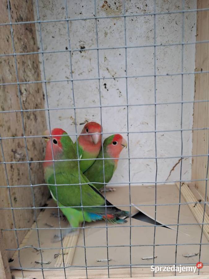 Sprzedam papugi wielkopolskie Marcinów