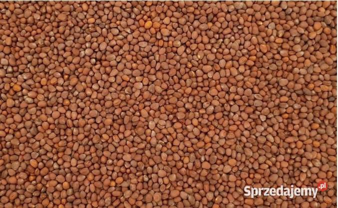 RZODKIEW OLEISTA NA POPLON