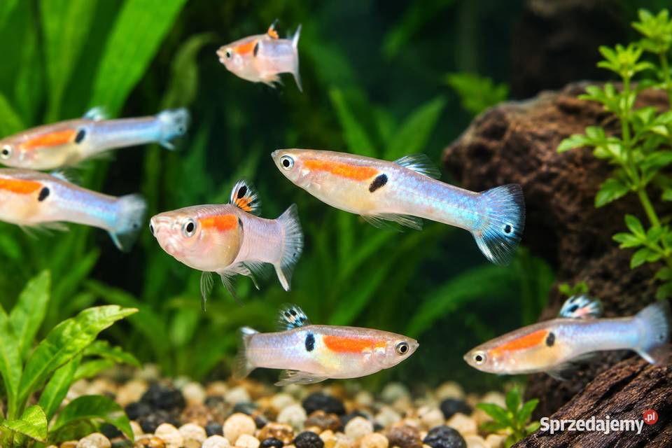 GUPIK ENDLERA BLU METAL zachodniopomorskie Koszalin