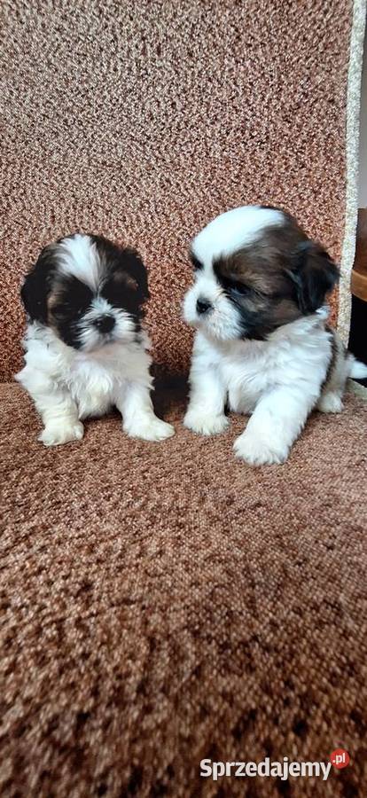 Shih Tzu suczki I pieski Przysucha