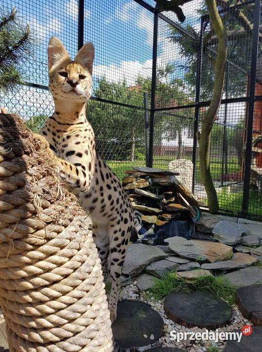 Serwal afrykański serwale leptailurus serval Kraków